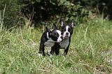 BOSTON TERRIER 100